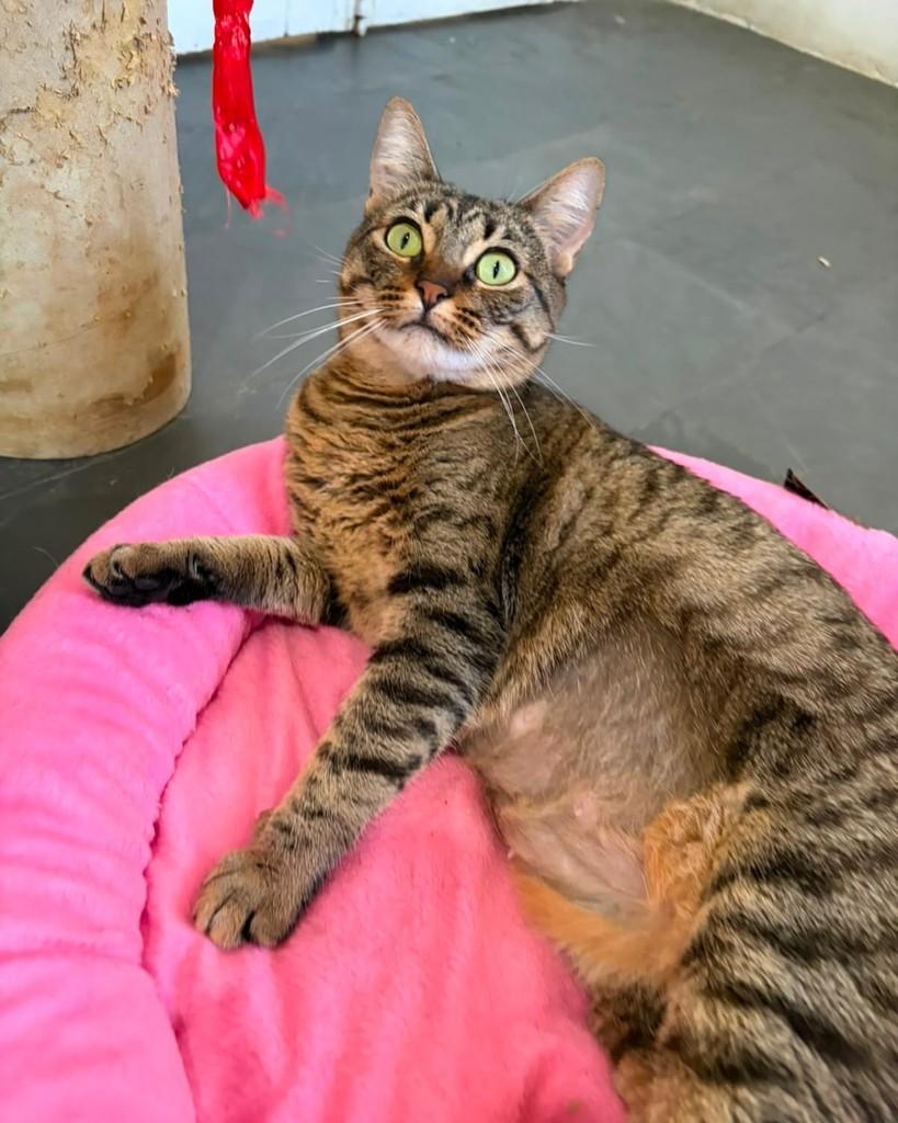 Grace, gata de porte pequeno para adoção em Belo Horizonte - MG