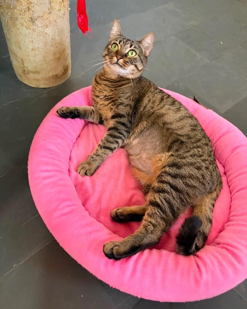 Grace, gata de porte pequeno para adoção em Belo Horizonte - MG — foto 2 de 4