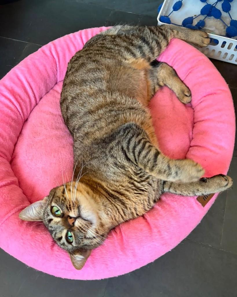 Grace, gata de porte pequeno para adoção em Belo Horizonte - MG — foto 3 de 4