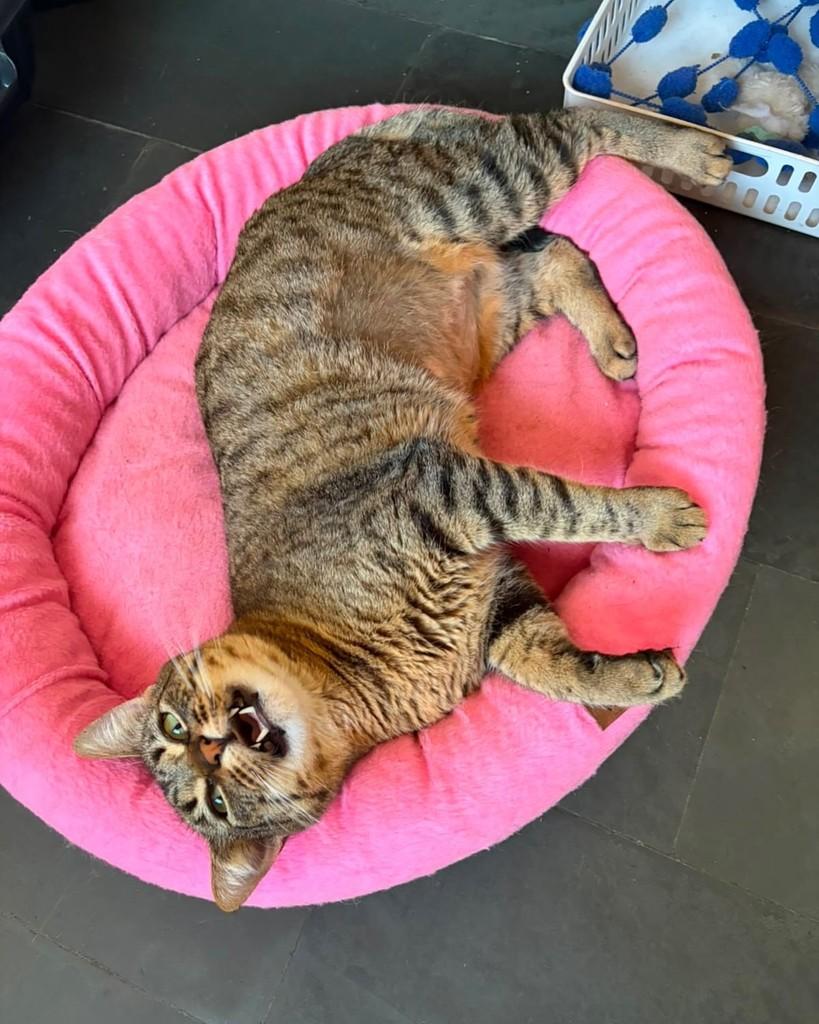 Grace, gata de porte pequeno para adoção em Belo Horizonte - MG — foto 4 de 4