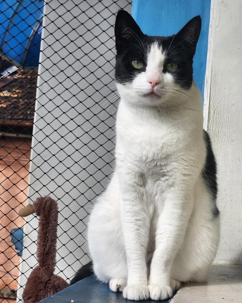 Mica, gata de porte médio para adoção em Belo Horizonte - MG