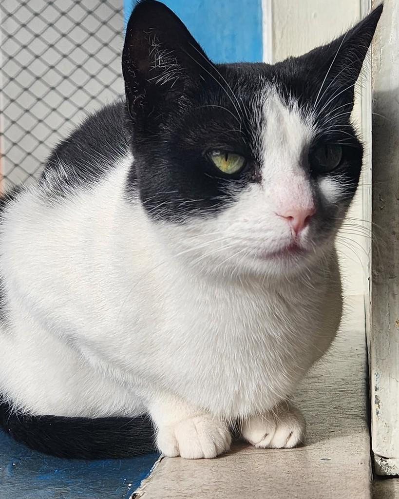 Mica, gata de porte médio para adoção em Belo Horizonte - MG — foto 2 de 6