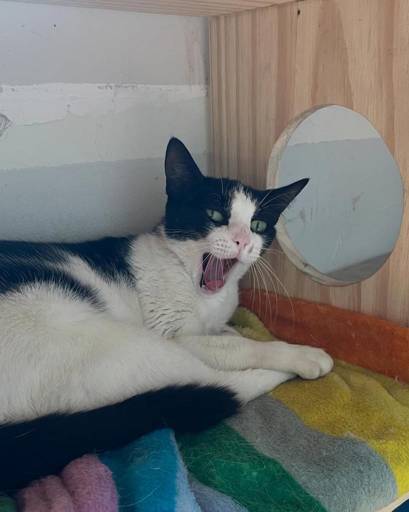 Mica, gata de porte médio para adoção em Belo Horizonte - MG — foto 3 de 6