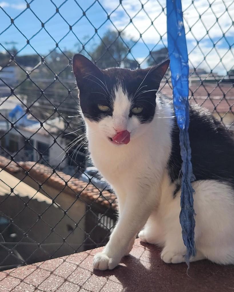 Mica, gata de porte médio para adoção em Belo Horizonte - MG — foto 4 de 6