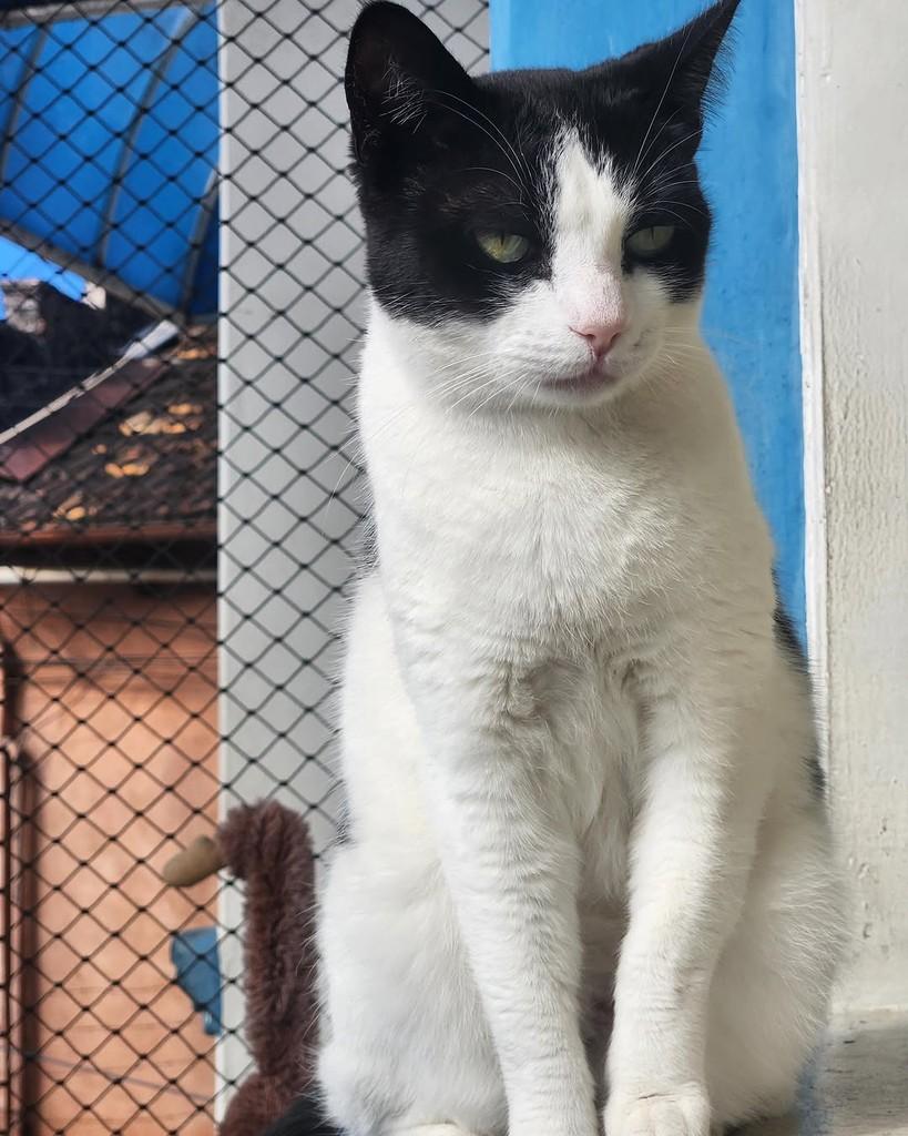 Mica, gata de porte médio para adoção em Belo Horizonte - MG — foto 5 de 6