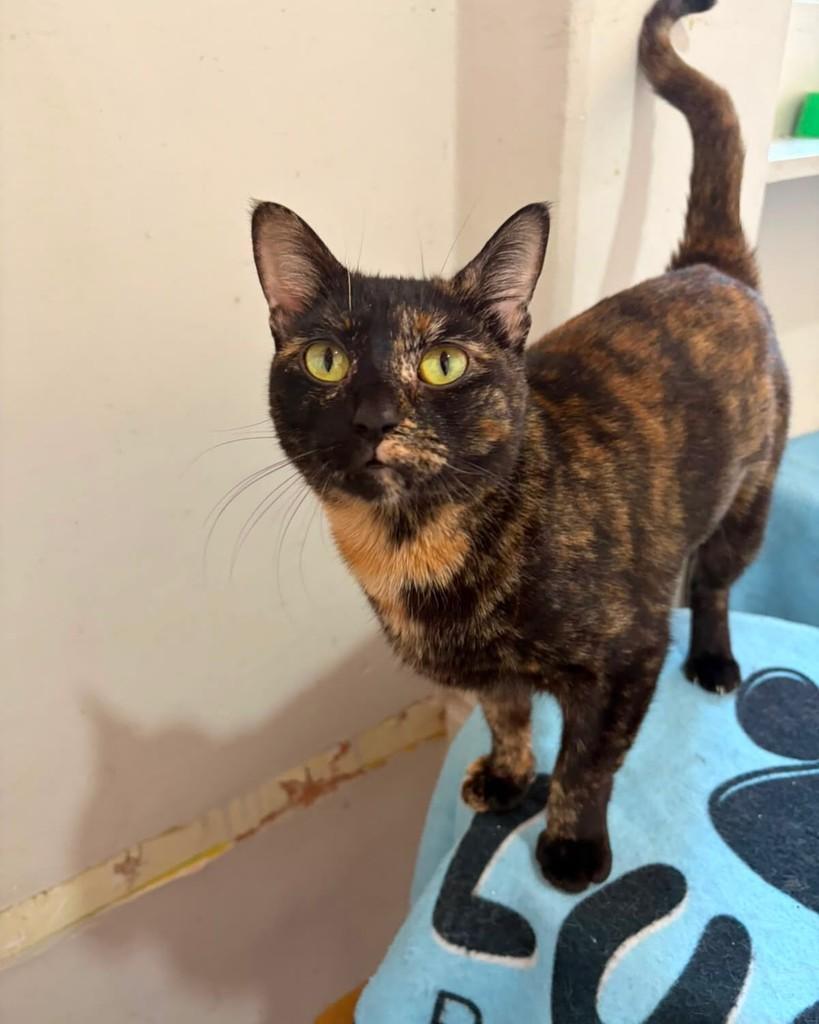 Agnes, gata de porte pequeno para adoção em Belo Horizonte - MG