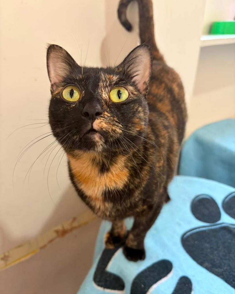 Agnes, gata de porte pequeno para adoção em Belo Horizonte - MG — foto 2 de 4