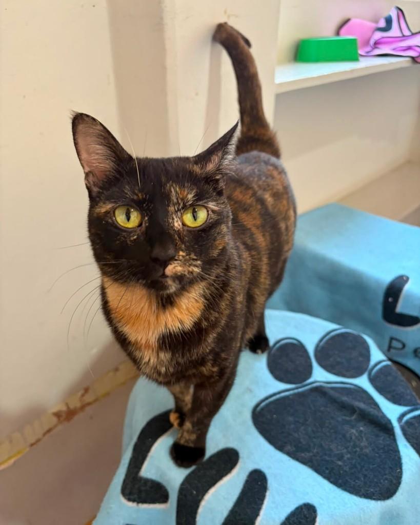 Agnes, gata de porte pequeno para adoção em Belo Horizonte - MG — foto 3 de 4
