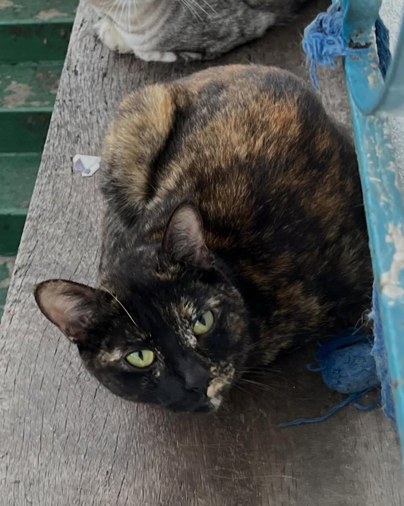 Agnes, gata de porte pequeno para adoção em Belo Horizonte - MG — foto 4 de 4
