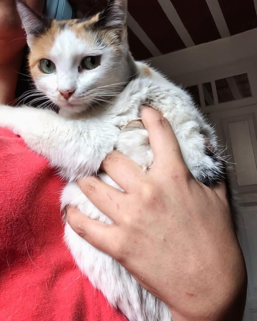 Olga, gata de porte pequeno para adoção em Belo Horizonte - MG