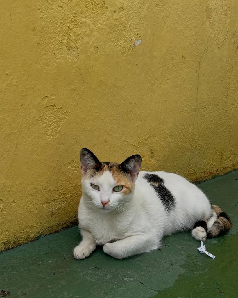 Olga, gata de porte pequeno para adoção em Belo Horizonte - MG — foto 2 de 5