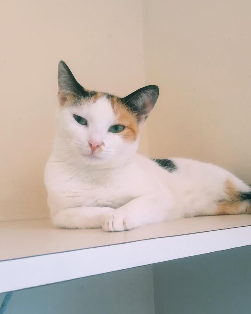 Olga, gata de porte pequeno para adoção em Belo Horizonte - MG — foto 3 de 5