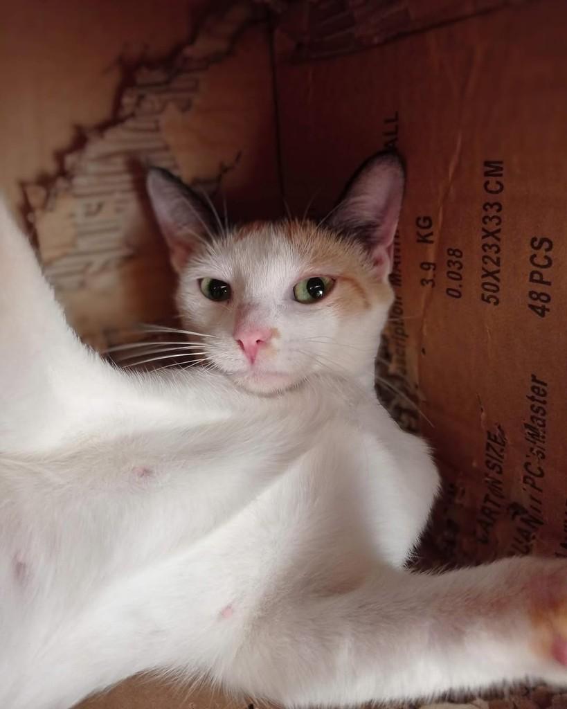Olga, gata de porte pequeno para adoção em Belo Horizonte - MG — foto 4 de 5