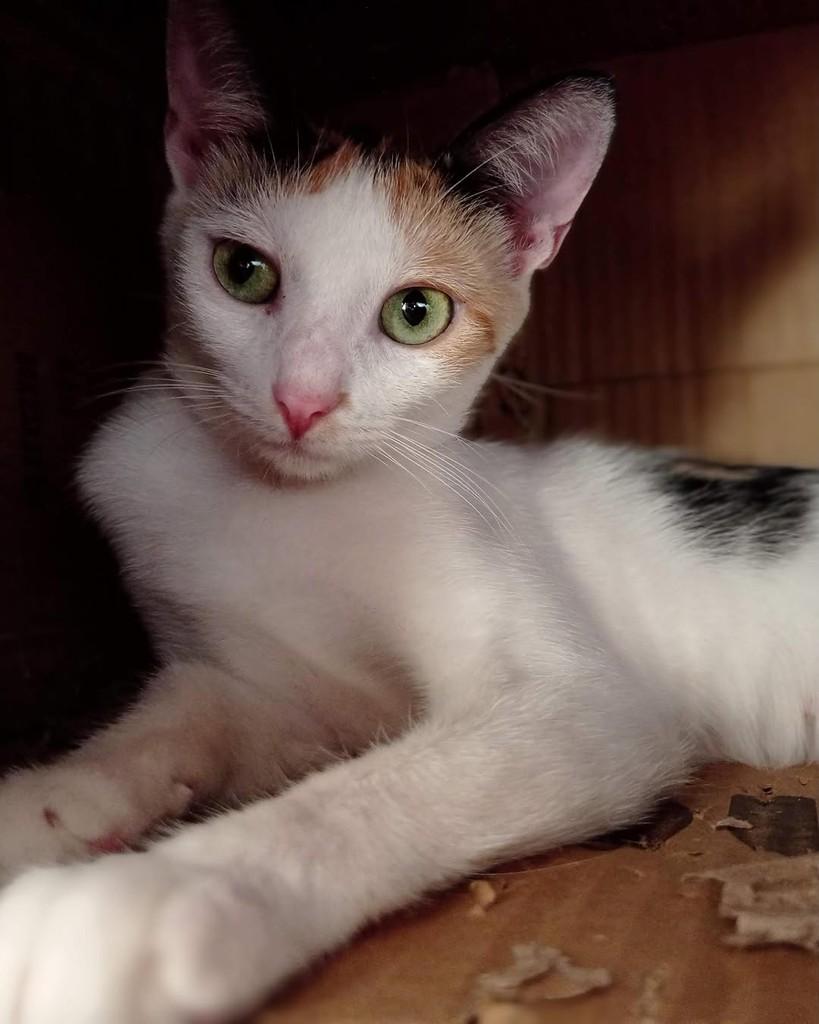 Olga, gata de porte pequeno para adoção em Belo Horizonte - MG — foto 5 de 5