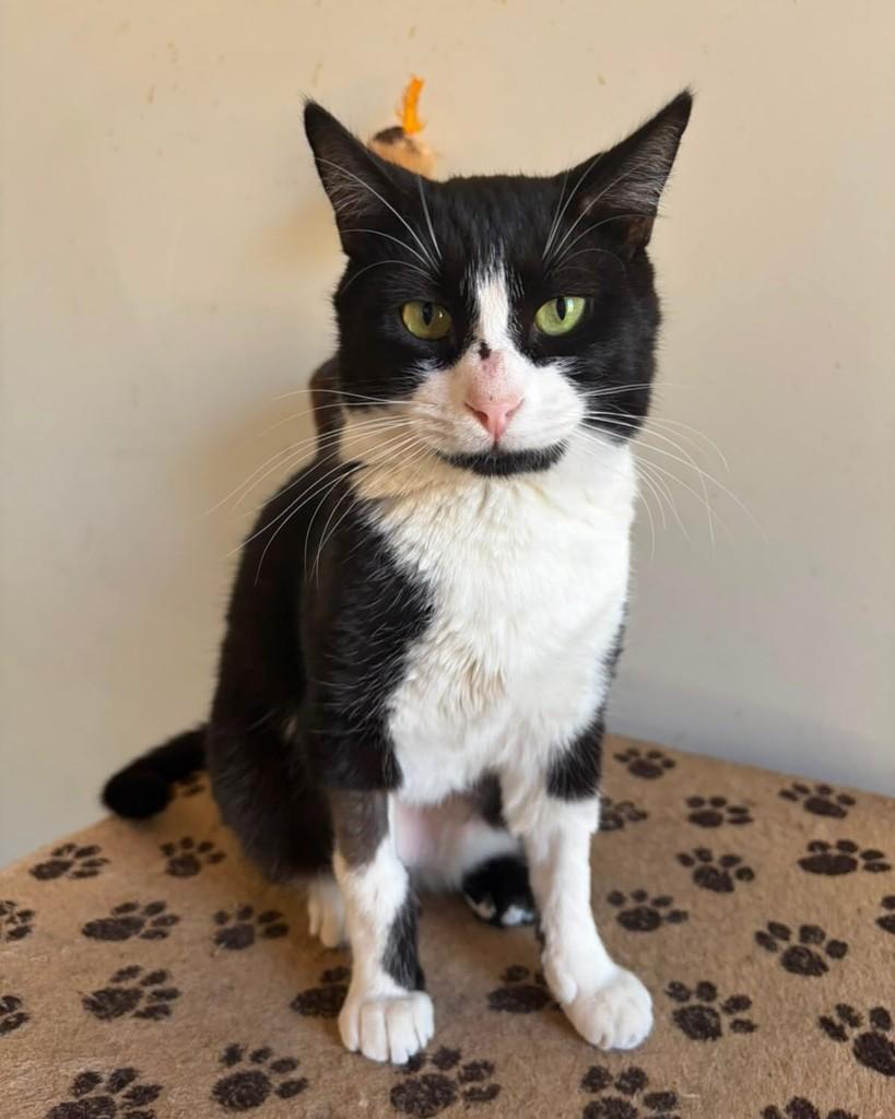 Pedrinho, gato de porte pequeno para adoção em Belo Horizonte - MG