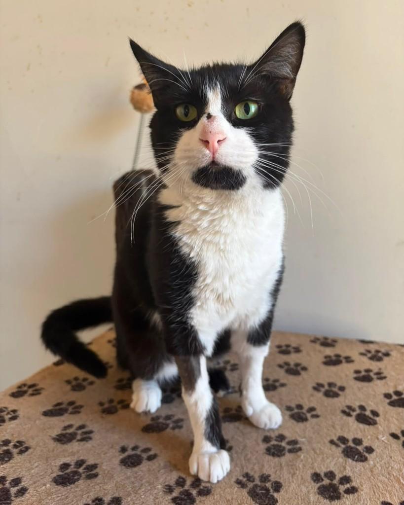 Pedrinho, gato de porte pequeno para adoção em Belo Horizonte - MG — foto 2 de 2