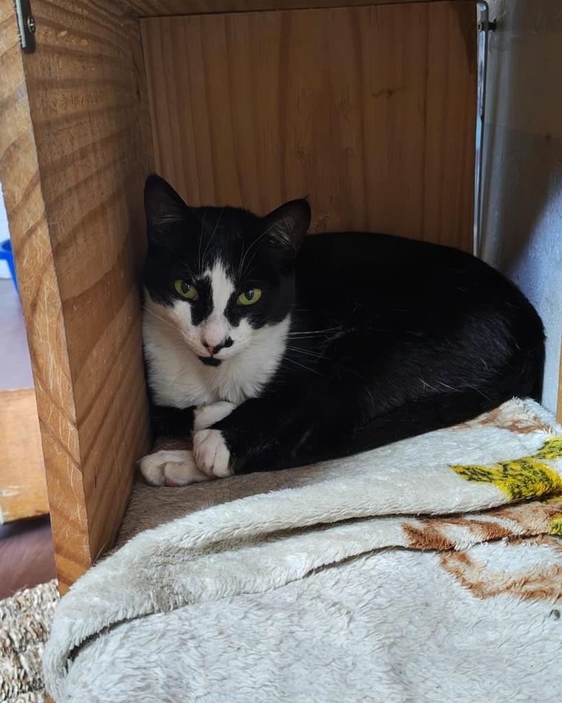 Panda, gata de porte médio para adoção em Belo Horizonte - MG — foto 2 de 6