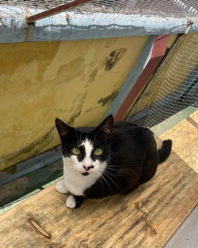 Panda, gata de porte médio para adoção em Belo Horizonte - MG — foto 4 de 6