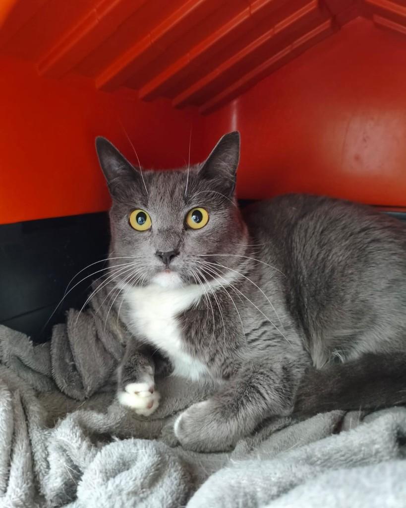 Cleópatra, gata de porte médio para adoção em Belo Horizonte - MG