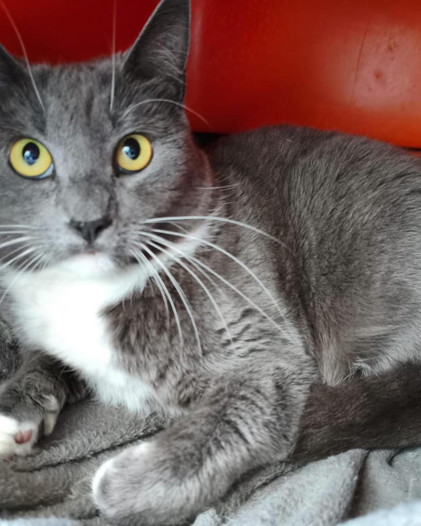 Cleópatra, gata de porte médio para adoção em Belo Horizonte - MG — foto 2 de 4