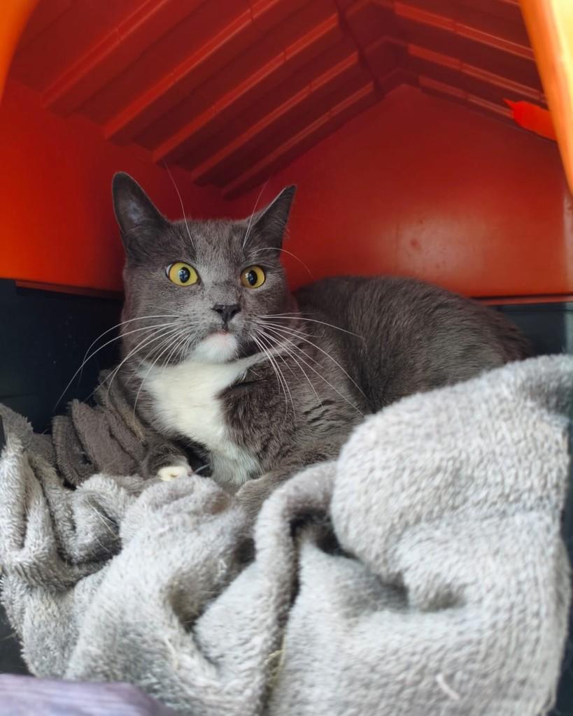 Cleópatra, gata de porte médio para adoção em Belo Horizonte - MG — foto 3 de 4