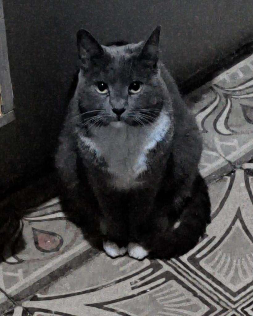 Cleópatra, gata de porte médio para adoção em Belo Horizonte - MG — foto 4 de 4