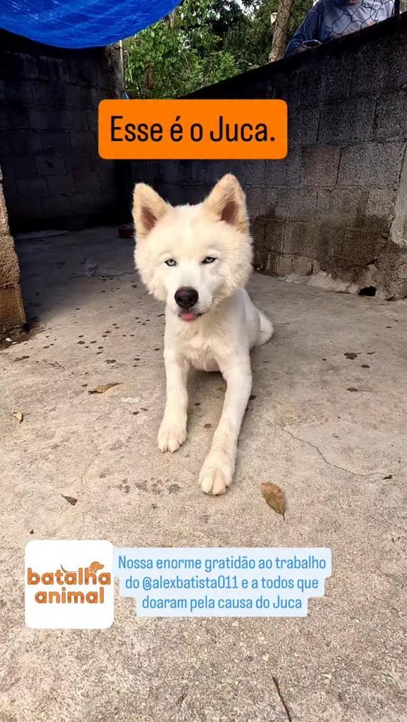 Juca, cachorro de porte médio para adoção em São Paulo - SP