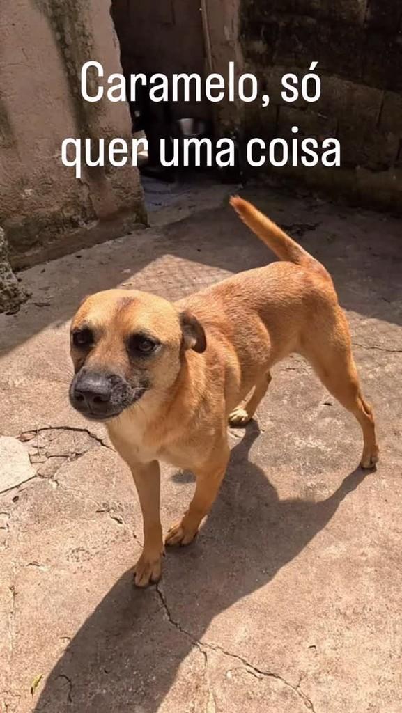 Caramelo, cachorro de porte grande para adoção em São Paulo - SP