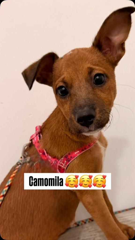 Camomila, cadela de porte pequeno para adoção em São Paulo - SP