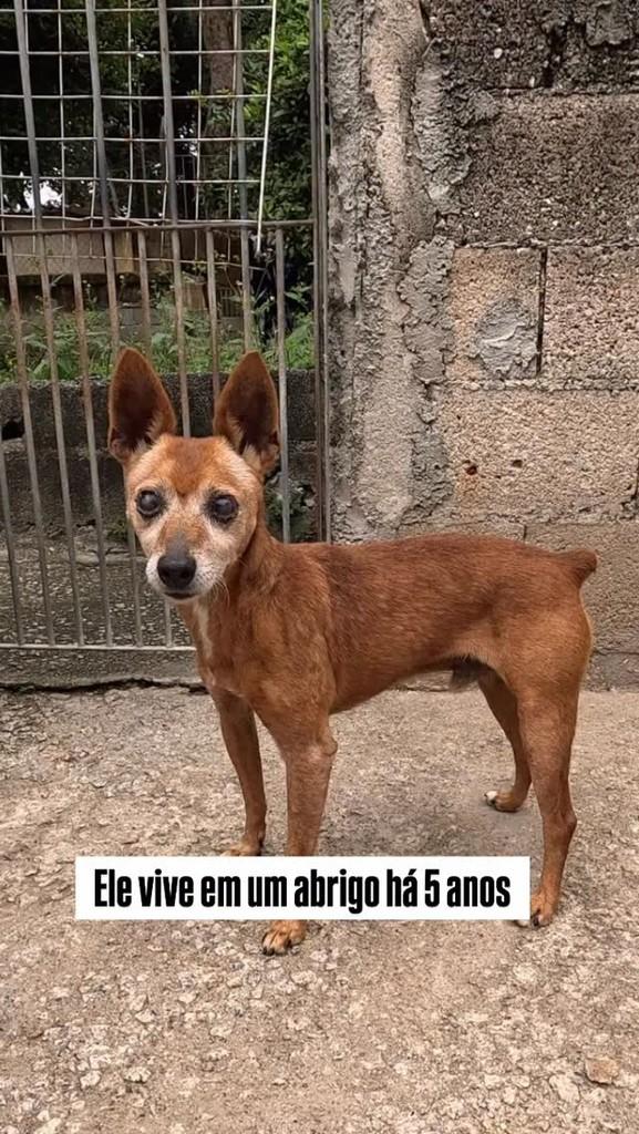 Pedrinho, cachorro de porte pequeno para adoção em São Paulo - SP