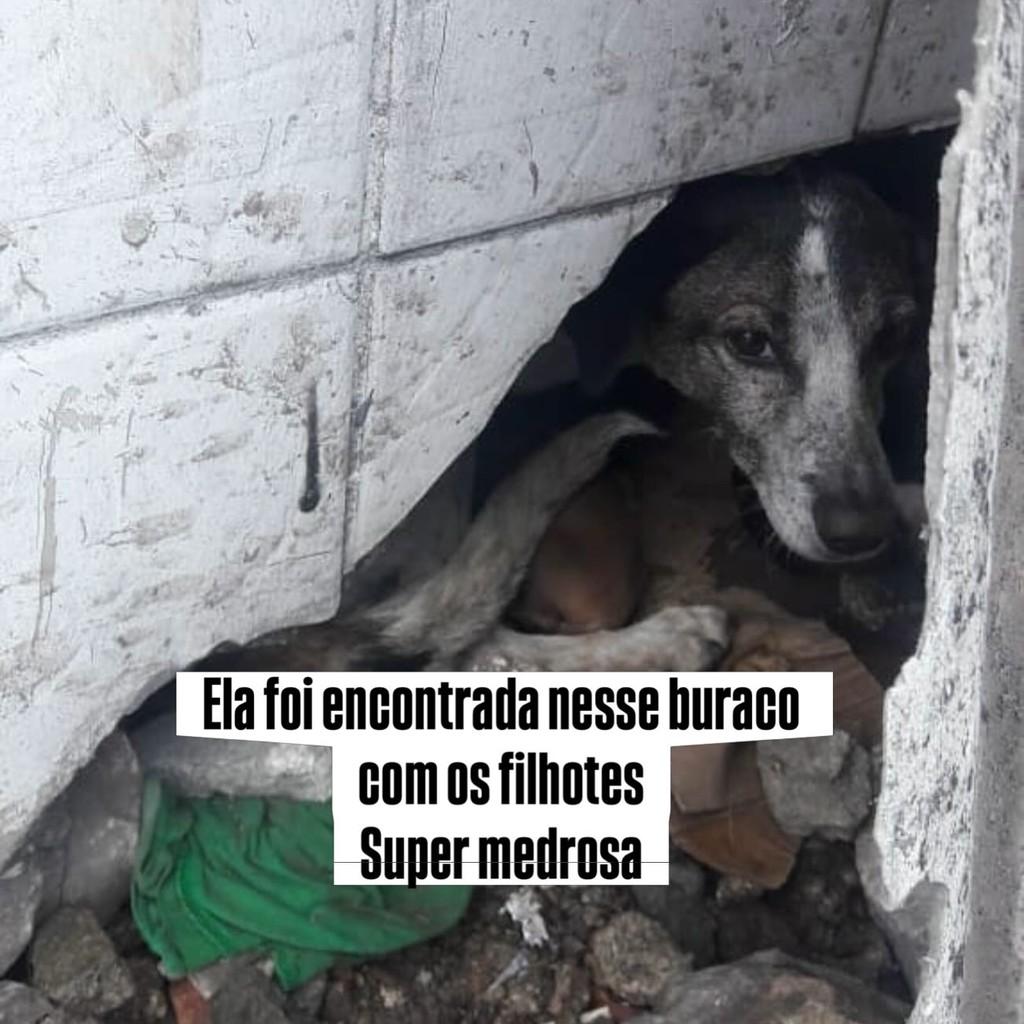 Vitória, cadela de porte médio para adoção em Vitória - ES