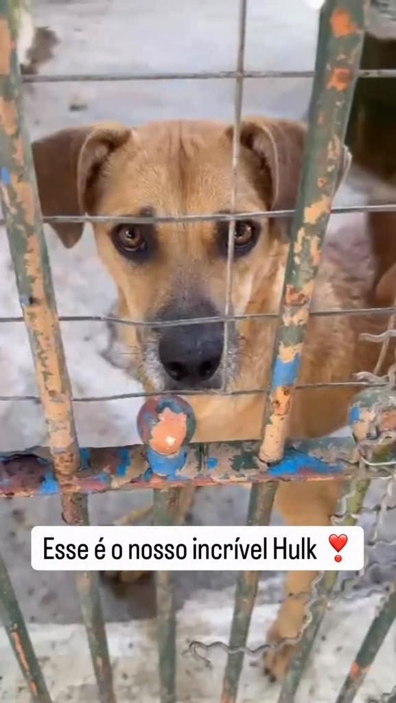 Hulk, cachorro de porte médio para adoção em São Paulo - SP
