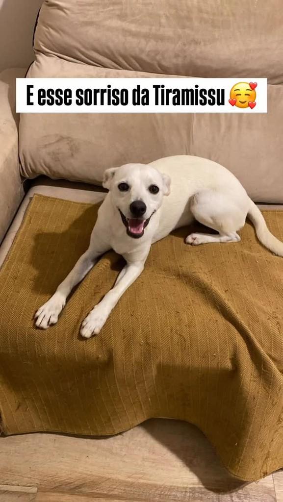 Tiramissu, cachorro de porte médio para adoção em São Paulo - SP