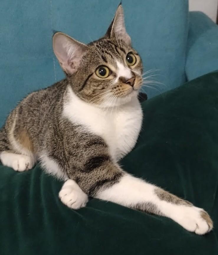 Sissy, gata de porte pequeno para adoção em São Paulo - SP