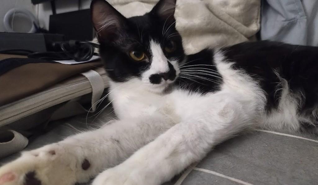 Viktor, gato para adoção em São Paulo - SP