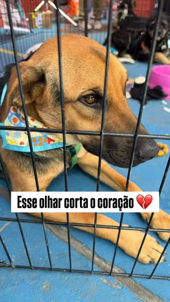 Luigi, cachorro de porte médio para adoção em São Paulo - SP