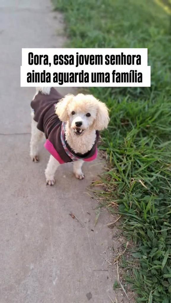 Cora, cadela de porte pequeno para adoção em São Paulo - SP