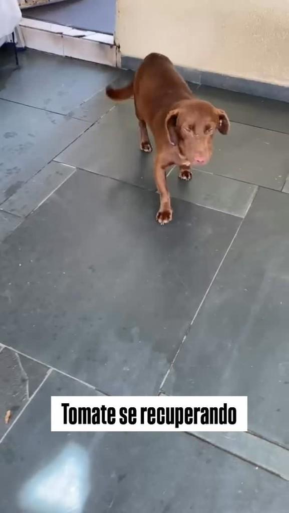 Tomate, cachorro de porte médio para adoção em São Paulo - SP