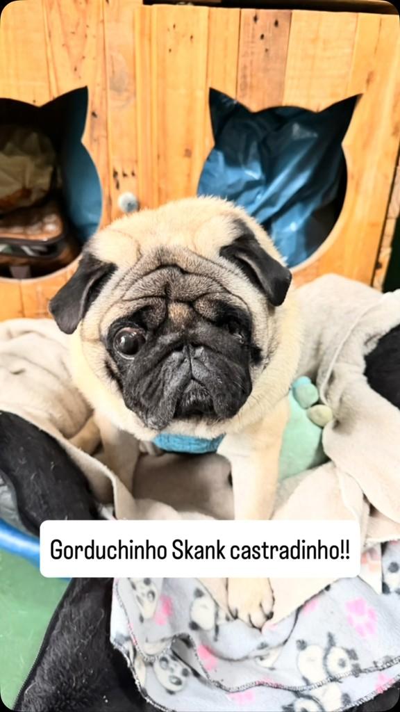 Skank, cachorro de porte médio para adoção em São Paulo - SP