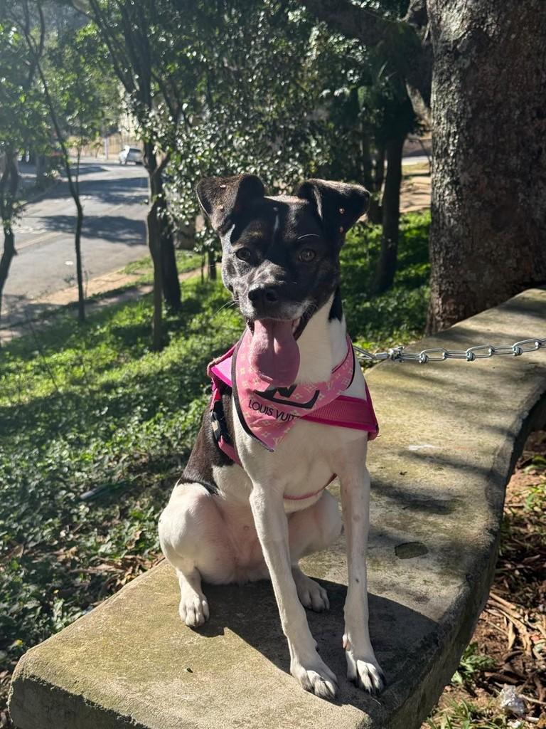 Brenda, cadela de porte grande para adoção em São Paulo - SP
