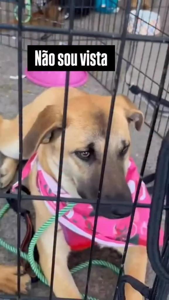 Zoe, cadela de porte médio para adoção em São Paulo - SP