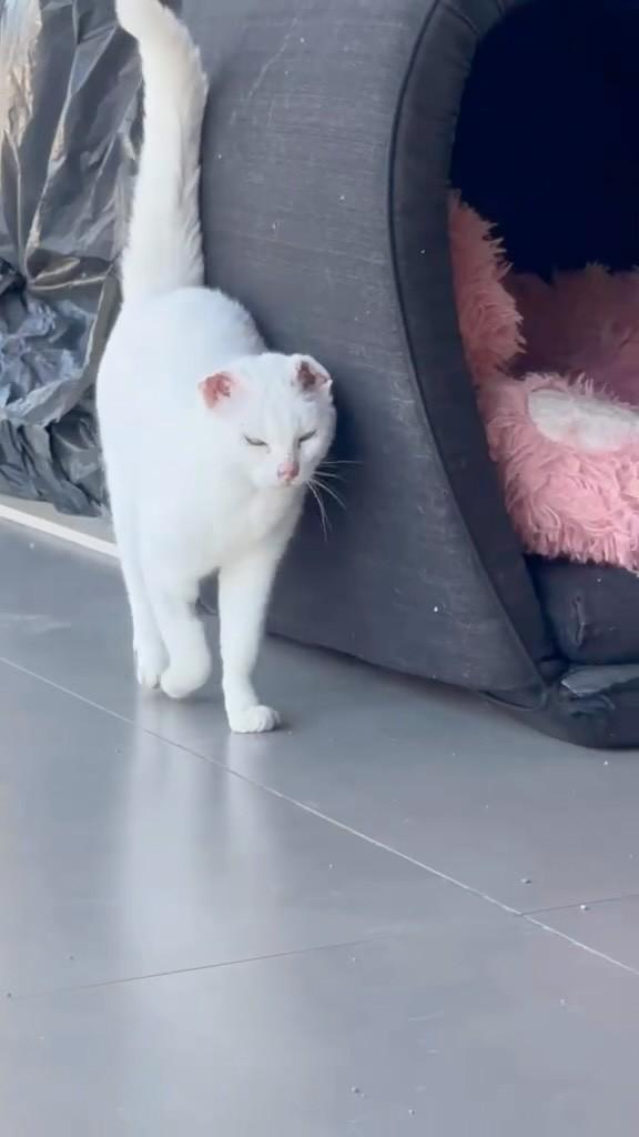 Aurora, gata de porte médio para adoção em São Paulo - SP