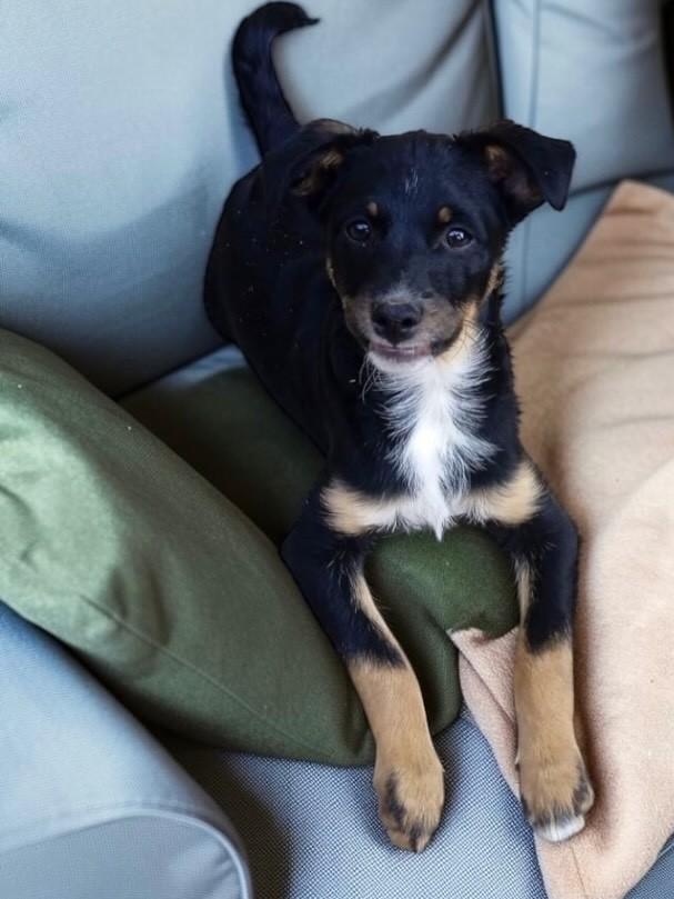 Glúten, cachorro de porte pequeno para adoção em São Paulo - SP