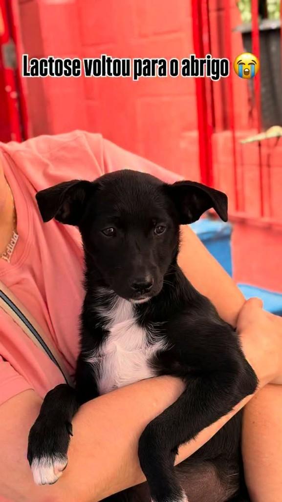 Lactose, cadela de porte médio para adoção em São Paulo - SP