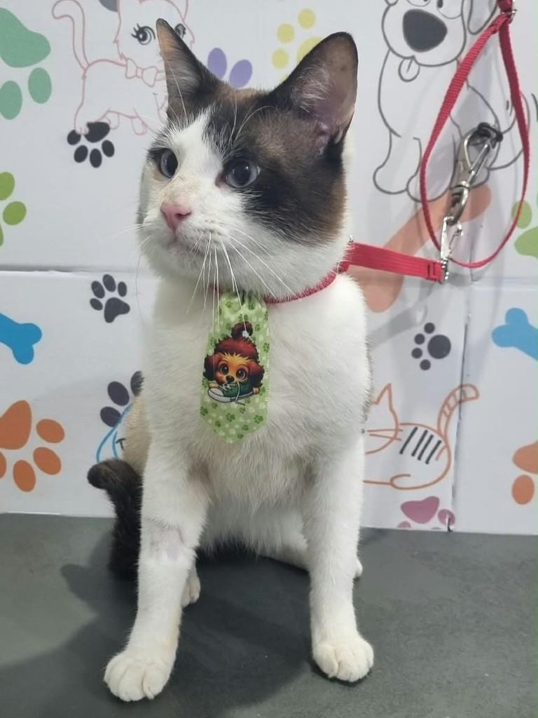 Simon, gato de porte médio para adoção em São Paulo - SP