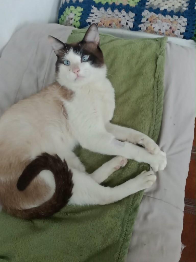 Simon, gato de porte médio para adoção em São Paulo - SP — foto 2 de 4