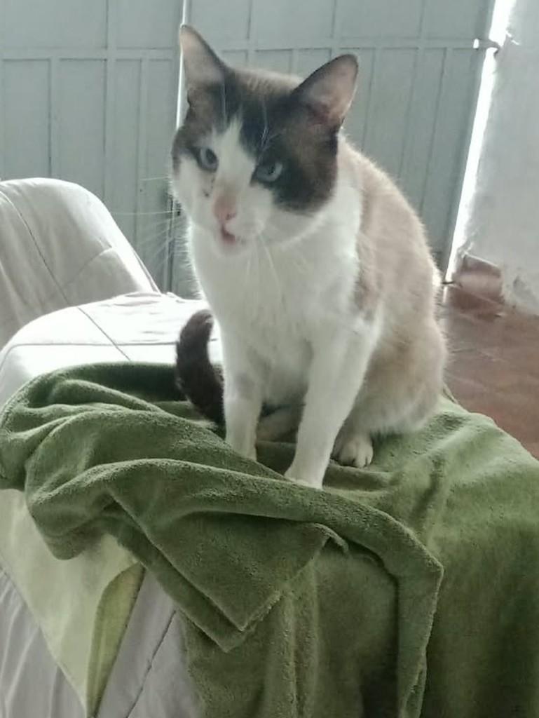 Simon, gato de porte médio para adoção em São Paulo - SP — foto 3 de 4
