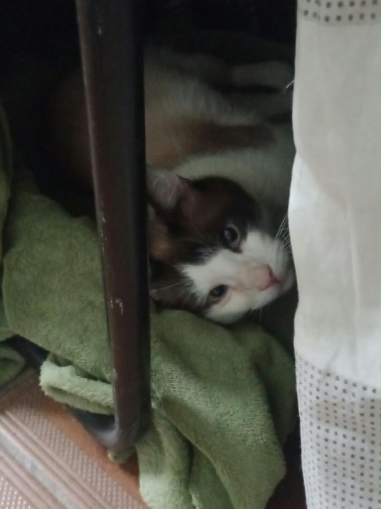 Simon, gato de porte médio para adoção em São Paulo - SP — foto 4 de 4