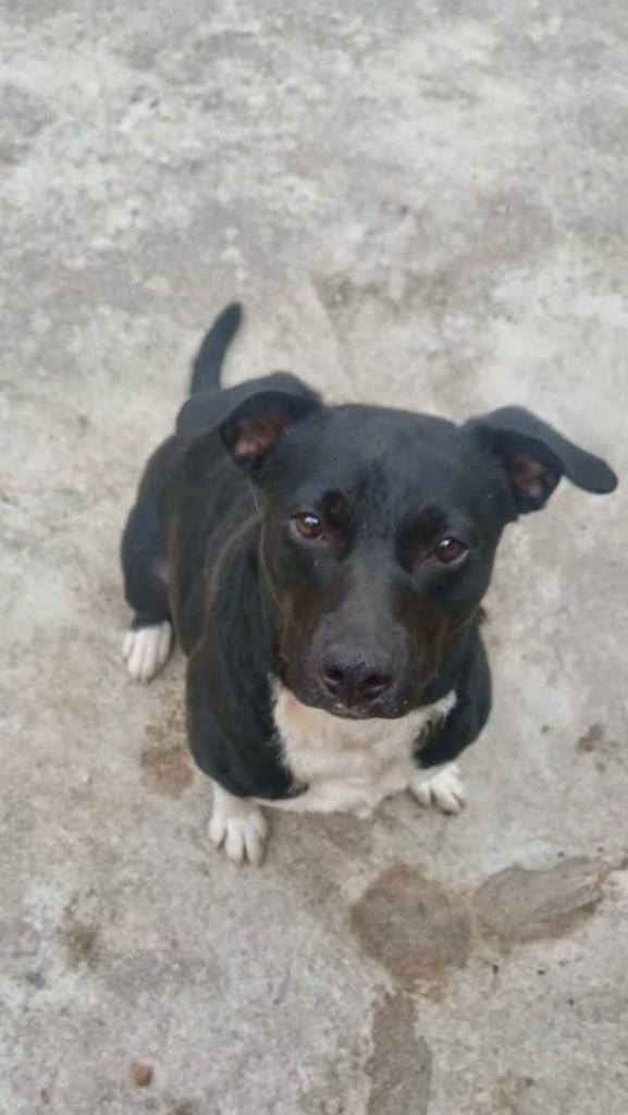 Betina, cadela para adoção em São Paulo - SP