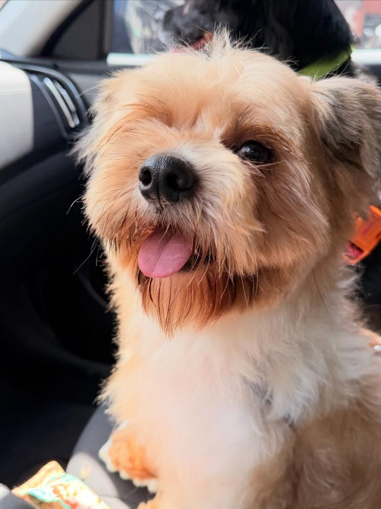 Farofino, cachorro de porte pequeno para adoção em São Paulo - SP